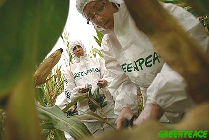 Activistas de greenpeace recogen muestras de ma�z en un campo, que una vez analizado resulta ser un cultivo transgenico, en Tauste, cerca de Zaragoza