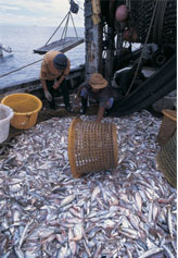 Pesca de arrastre en Malasia. © WWF-Canon / Jürgen Freund