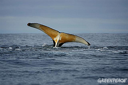 Ballenas nadando cerca del barco Esperanza de Greenpeace en la Antártida . © Greenpeace / JIRI REZAC