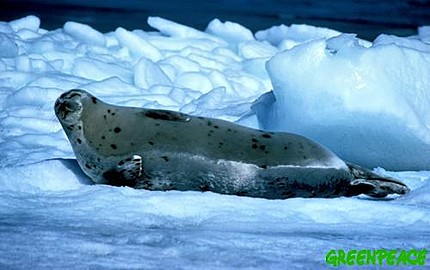 Foca de Groenlandia en los hielos de Terranova � Greenpeace / Gleizes