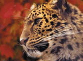 Leopardo Amur. © WWF