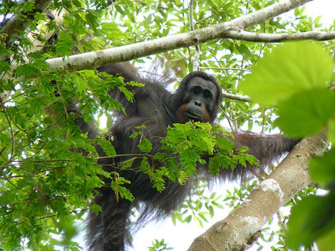 Un ejemplar de la rara subespecie del orangután negro de Borneo. | AFP