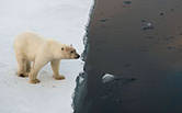 Oso Polar en el Ártico © WWF