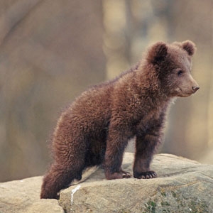 � Cachorro de oso pardo