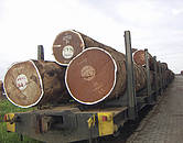 Comercio de madera. © WWF-Canon/Felix Romero