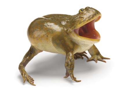 Con la boca abierta en se�al de defensa, una rana de Budgett destaca entre muchas en la lucha por la supervivencia. Los investigadores han acelerado la b�squeda de soluciones y cada peque�a victoria brinda nuevas esperanzas. Foto de Joel Sartore