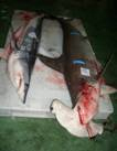 � OCEANA/ LX. Marrajo y tibur�n martillo en lonja de Vigo
