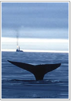 Ballena gris. © WWF