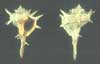 Moluscos almerienses (I). Gasterópodos marinos. Equipo de Ciencias Naturales "Los Filabres"