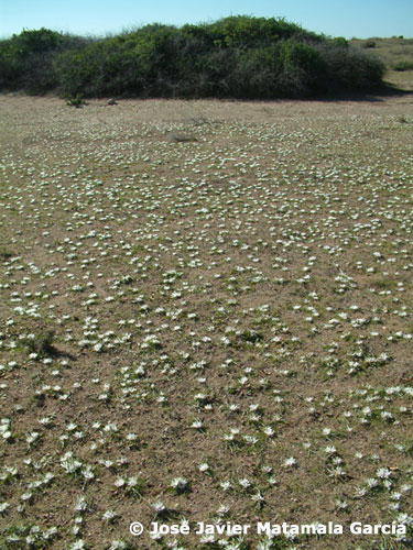 Praderas de A. europaeum en la Finca de las Amoladeras: Parque Natural de Cabo de Gata-N�jar. � Jos� Javier Matamala Garc�a