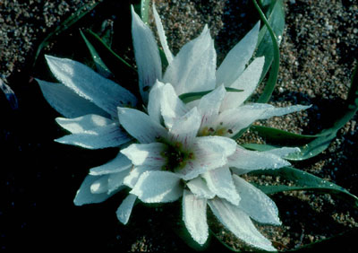 Androcymbium europaeum. JJ Matamala 