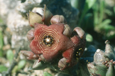 Chumberillo de lobo -Caralluma europaea-. JJ Matamala