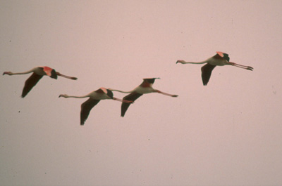 Phoenicpoterus ruber roseus. JJ Matamala