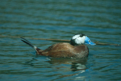 Oxyura leucocephala. JJ Matamala.