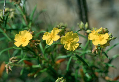 jarilla de Sorbas (Helianthemum alypoides) . JJ Matamala