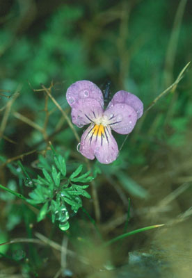 Violeta de Sierra Nevada. JJ Matamala.