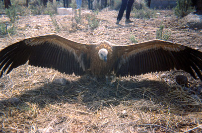 Buitre com�n o leonado (Gyps fulvus)