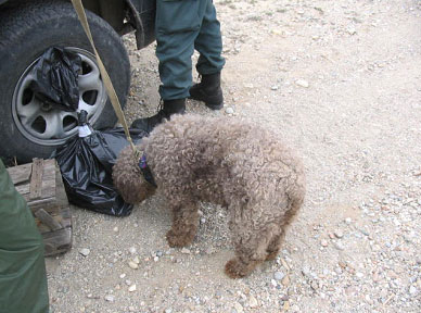 Perro de aguas junto a cad�ver precintado de zorro envenenado