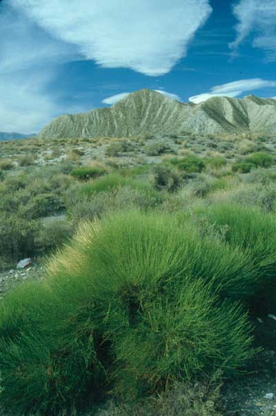 Tabernas constituye un paisaje �nico en el contexto europeo. � JJMG
