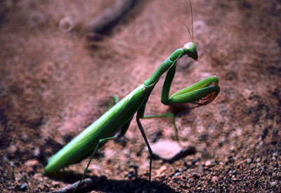 Mantis religiosa. �  JJMG