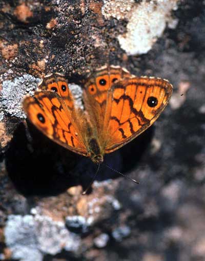 Entre las mariposas diurnas destaca la saltacercas. �  JJMG.