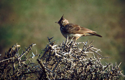Las aves esteparias como la cogujada montesina est�n ampliamente representadas en estos �ridos p�ramos. �  JJMG
