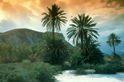 La palmera, especie for�nea, est� ampliamente representada en los secarrales almerienses. � APR.