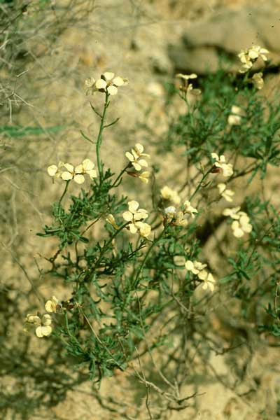 Euzomodendrom bourgaeanum. � JJMG.