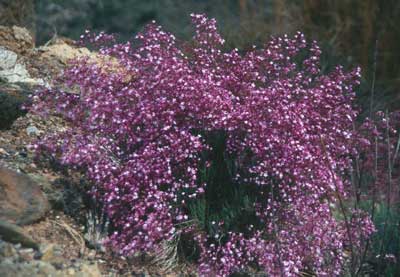 Siempreviva morada. � JJMG.