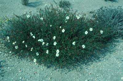 Jarilla blanca almeriense. � JJMG.