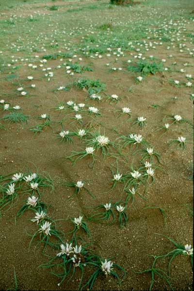 Androcymbium europaeum. � JJMG
