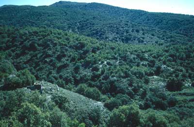 En esta sierra se encuentran los encinares m�s meridionales de Almer�a. � JJMG.