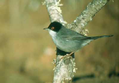 Curruca cabecinegra. � JAOU.