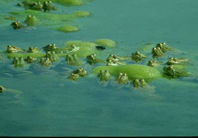 Los cursos de agua y albercas son aprovechados por un elevado n�mero de anfibios como la rana com�n. � JJMG.