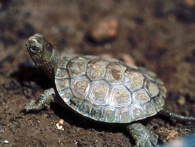La vida del gal�pago leproso est� ligada a la presencia de agua. � JJMG.