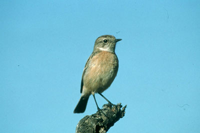 Tarabilla com�n (hembra). � JAOU.