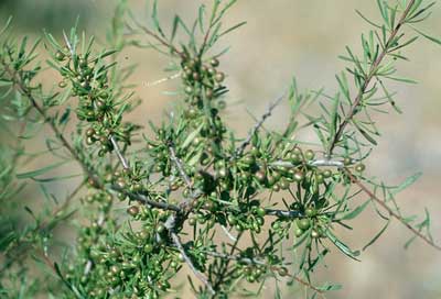 El espino negro es una de las especies más representativas de la vegetación potencial del área. © JJMG.