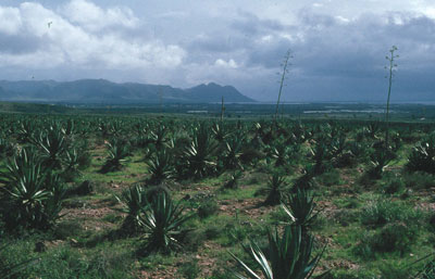 Plantaciones de sisales en la estepa litoral. � JJMG.