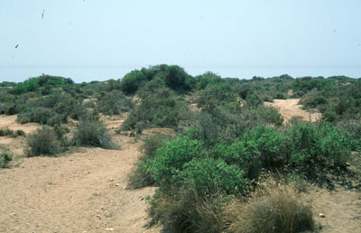 Formaci�n de azufaifares sobre dunas f�siles. � FJAD.
