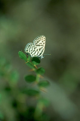 Tarucus theophrastus, mariposa asociada al azufaifo.� JJMG.