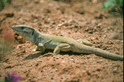 Lagarto ocelado. � JJMG.