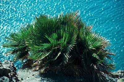 El palmito, palmera enana europea, es quiz� la especie vegetal m�s representativa de esta serran�a. � JJMG.