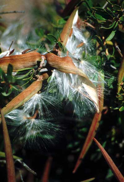 Una de las especies vegetales emblem�ticas es el cornical. � FJAD.