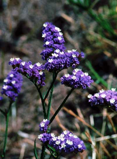 Siempreviva morada. �FJAD.