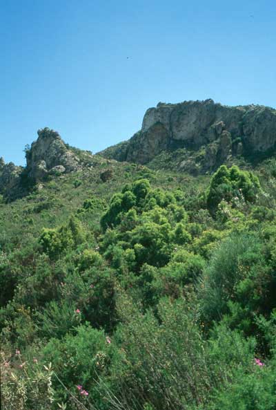 Las zonas más inaccesibles de Sierra Cabrera aún conservan la vegetación potencial del área. FJAD.