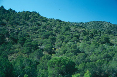 Sierra de Los Pinos. � JJMG.