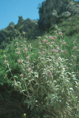 Phlomis purpurea. � JJMG.