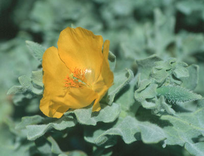 Amapola amarilla. � JJMG.