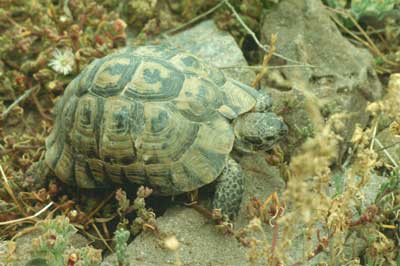 En el Sudeste peninsular se encuentra la �ltima poblaci�n aut�ctona de tortuga mora en Europa. � JJMG.