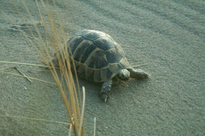 La reintroducci�n en �reas como Do�ana, contribuyen a garantizar el futuro de la especie. � JJMG.